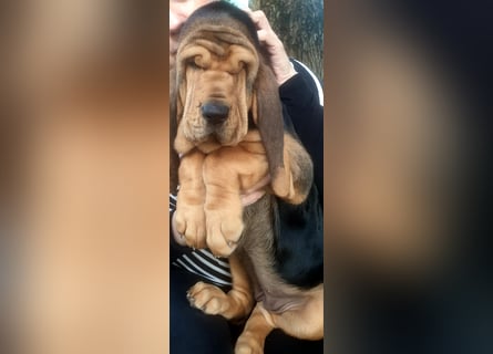 Bloodhound - Chien Saint Hubert