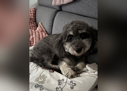 Pudel-Bolonka Hündin 2,5 Jahre sucht liebevolles zu Hause