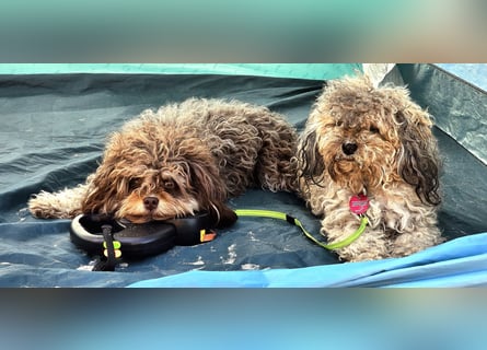 Bolonka Zwetna Mädchen