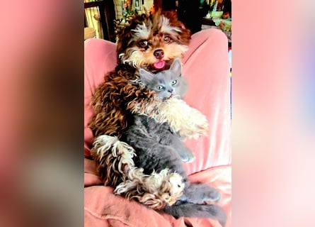 Bolonka Zwetna Mädchen