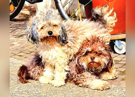 Bolonka Zwetna Mädchen