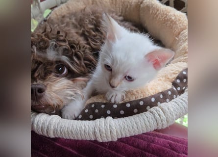 Bolonka Zwetna Mädchen