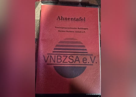 Bolonka Zwetna Mädchen