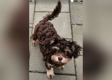 Bolonka Zwetna Mädchen