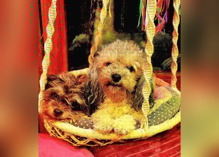 Bolonka Zwetna Mädchen