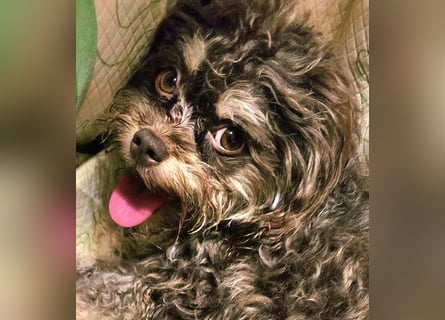 Bolonka Zwetna Mädchen