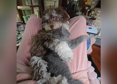 Bolonka Zwetna Mädchen