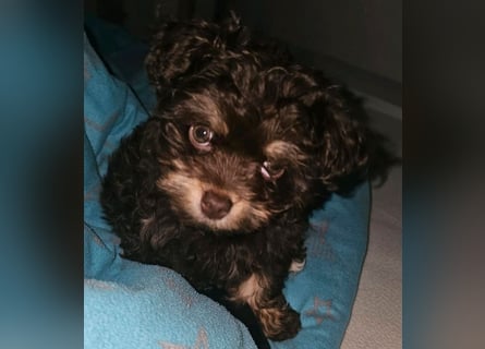 Bolonka Zwetna Mädchen