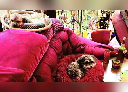 Bolonka Zwetna Mädchen