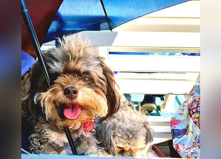 Bolonka Zwetna Mädchen