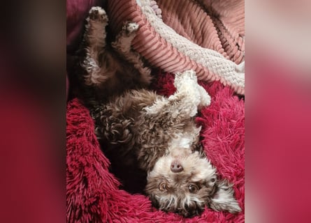 Bolonka Zwetna Mädchen