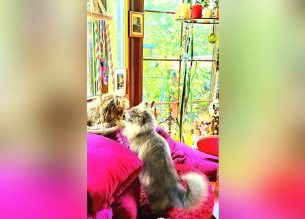 Bolonka Zwetna Mädchen