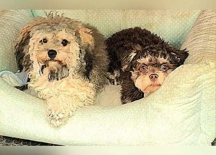 Bolonka Zwetna Mädchen