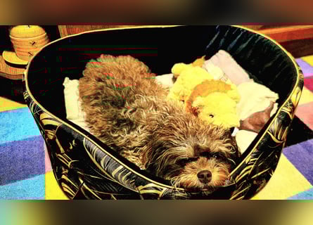 Bolonka Zwetna Mädchen