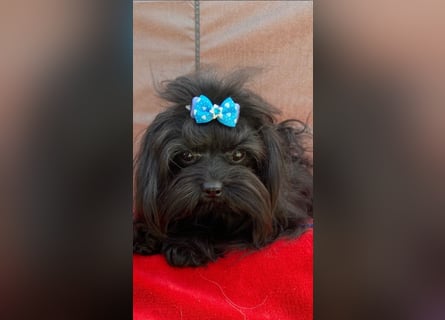 Liebevoller verschmuster Rüde