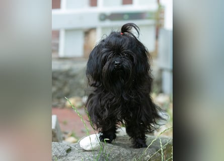 Liebevoller verschmuster Rüde