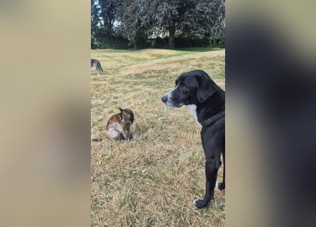 Sanfter Labrador Mix / Borador Max sucht seine Menschen