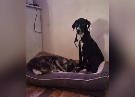 Sanfter Labrador Mix / Borador Max sucht seine Menschen