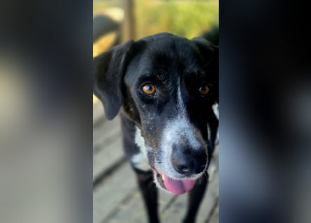Sanfter Labrador Mix / Borador Max sucht seine Menschen