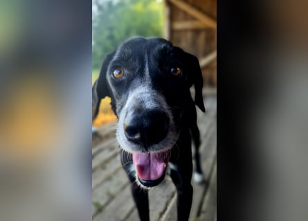 Sanfter Labrador Mix / Borador Max sucht seine Menschen