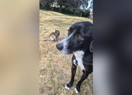 Sanfter Labrador Mix / Borador Max sucht seine Menschen