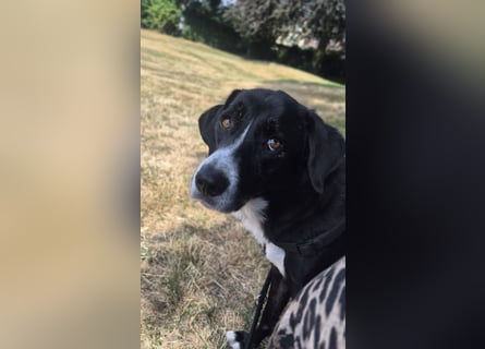 Sanfter Labrador Mix / Borador Max sucht seine Menschen