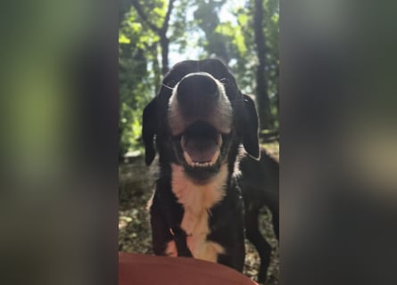 Sanfter Labrador Mix / Borador Max sucht seine Menschen