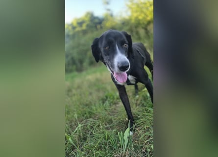 Sanfter Labrador Mix / Borador Max sucht seine Menschen