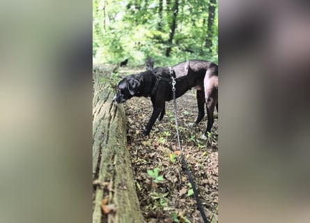 Sanfter Labrador Mix / Borador Max sucht seine Menschen