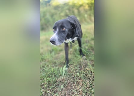 Sanfter Labrador Mix / Borador Max sucht seine Menschen