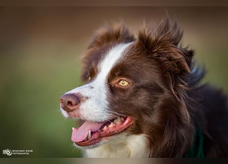 Wurf Ankündigung,  reinrassige Border Collie Welpen mit Papieren!!