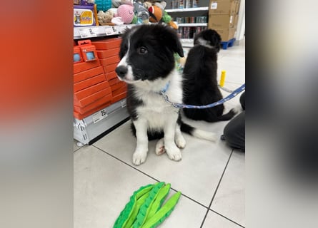 Bordercollie