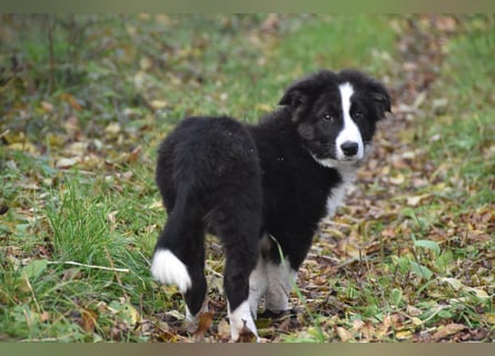 Border collies FCI