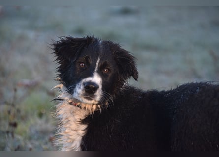 Border collies FCI