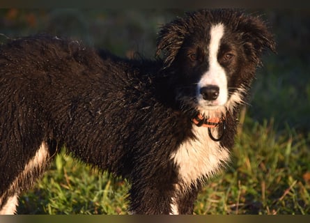 Border collies FCI