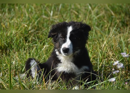 Border collies FCI