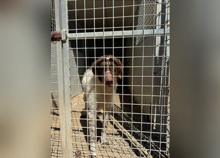 Leone: langsam entsteht Hoffnungslosigkeit