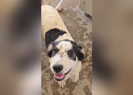 Jessy: aufgeweckte Zuckerschnute