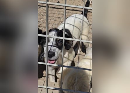 Joschi: kleiner Fratz sucht Kuschelplatz