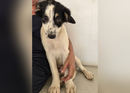 Joschi: kleiner Fratz sucht Kuschelplatz