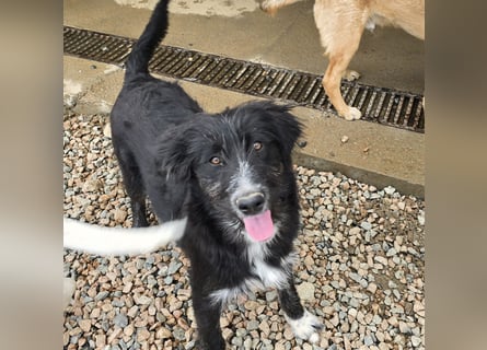 Pumba: kleines Herz sucht großes Glück