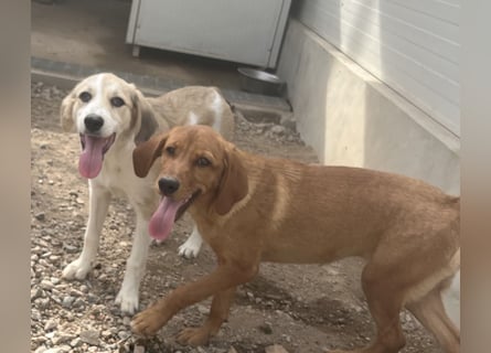 Buffy: ein Schatz für "Überall mit dabei"