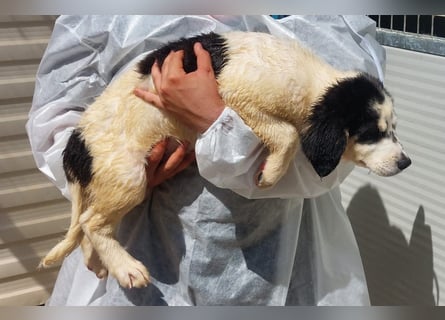 Joschi: kleiner Fratz sucht Kuschelplatz