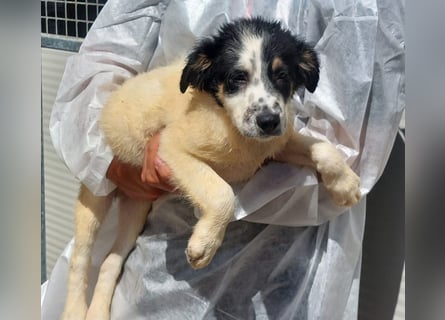 Joschi: kleiner Fratz sucht Kuschelplatz