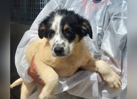 Joschi: kleiner Fratz sucht Kuschelplatz