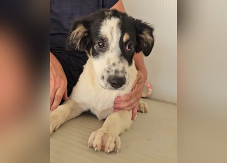 Joschi: kleiner Fratz sucht Kuschelplatz