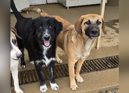 Pumba: kleines Herz sucht großes Glück