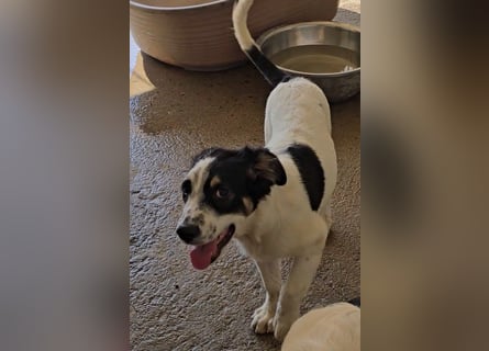 Joschi: kleiner Fratz sucht Kuschelplatz
