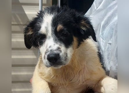 Joschi: kleiner Fratz sucht Kuschelplatz