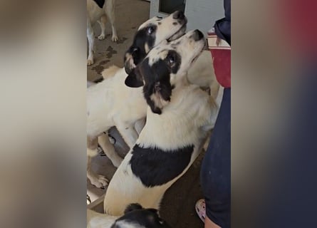 Jessy: aufgeweckte Zuckerschnute